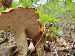 Polyporus radicatus