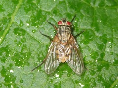 Phaonia valida