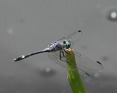 Micrathyria aequalis