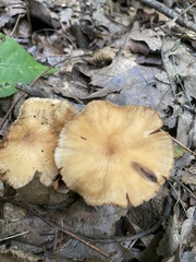 Cerioporus leptocephalus