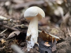Hygrophorus eburneus