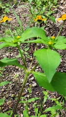 Melampodium