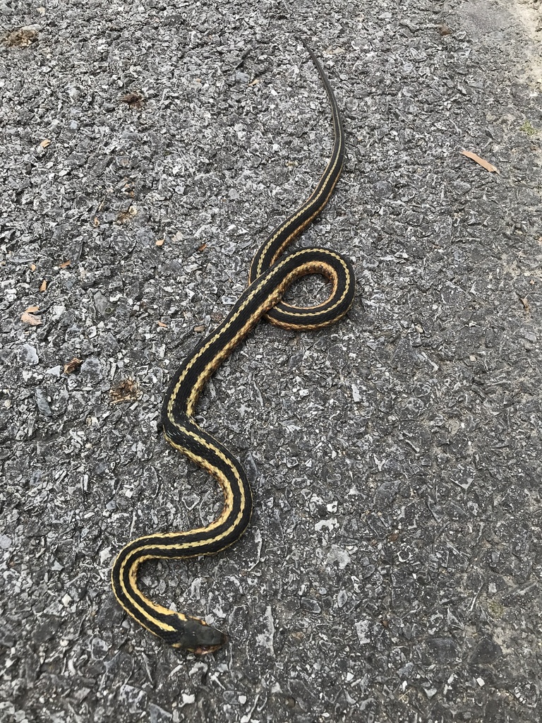 Common Garter Snake from Île de Montréal, Montréal, QC, CA on September ...