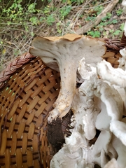 Polyporus radicatus