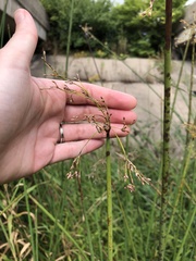 Schoenoplectus tabernaemontani