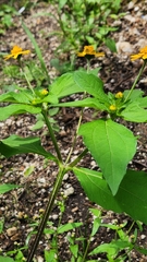 Melampodium