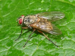 Phaonia valida