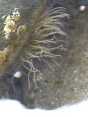 Anemonia