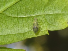Stenopsocus stigmaticus
