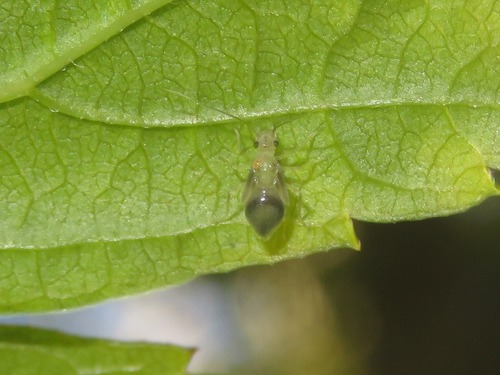 Stenopsocus immaculatus, Haagse Hout, Den Haag, Nederland, photo 6 of 10
