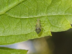 Stenopsocus stigmaticus