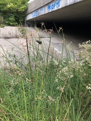 Schoenoplectus tabernaemontani