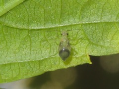 Stenopsocus stigmaticus