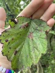 Crataegus mollis