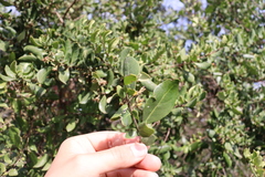 Azara integrifolia