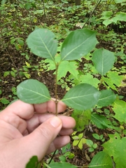 Viburnum prunifolium
