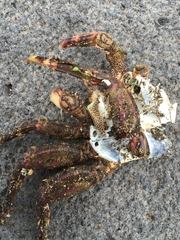 Grapsus adscensionis