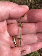 Oplismenus hirtellus