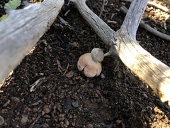 Geastrum