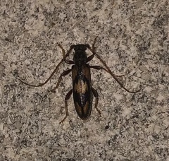 Eburida picta