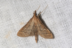 Dolicharthria punctalis