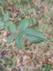 Rosa canina