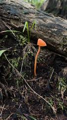 Entoloma quadratum