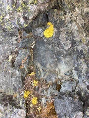 Vulpicida juniperinus