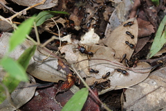 Macrotermes carbonarius