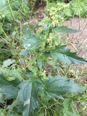 Chenopodiastrum murale