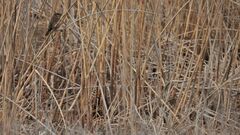 Hymenops perspicillatus