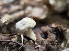 Hygrophorus eburneus