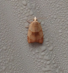 Coelostathma discopunctana