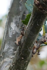 Formicinae