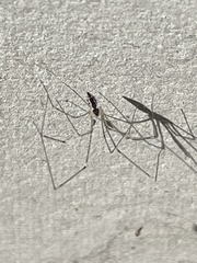 Pholcidae