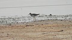 Tringa melanoleuca