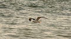 Larus marinus