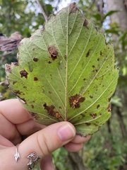Crataegus mollis