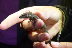 Pholidobolus vertebralis