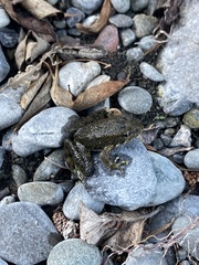 Rana boylii