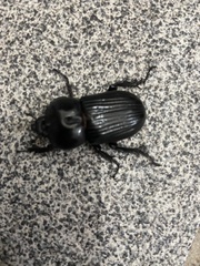 Phileurus