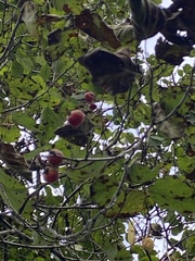 Crataegus mollis