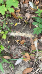 Elymus virginicus