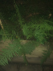 Dennstaedtia punctilobula