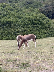 Damaliscus pygargus pygargus