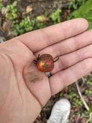 Crataegus mollis