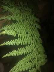 Dennstaedtia punctilobula