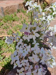 Matthiola incana