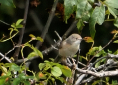 Curruca iberiae