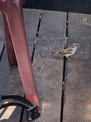 Passer domesticus